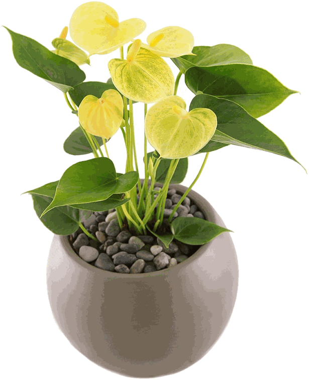 Vivero Ecopal
