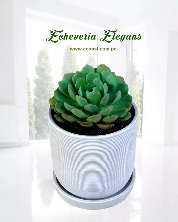 Vivero Ecopal